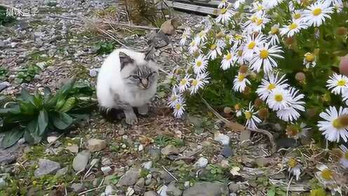 流浪猫的花语，瞬间的温暖，手慢则失