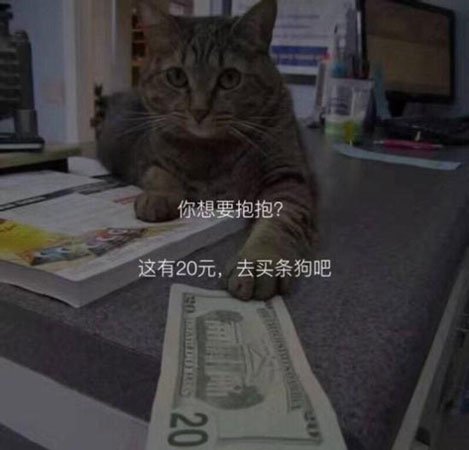 多地猫贷纠纷频发，宠物免费领养的套路与防范指南