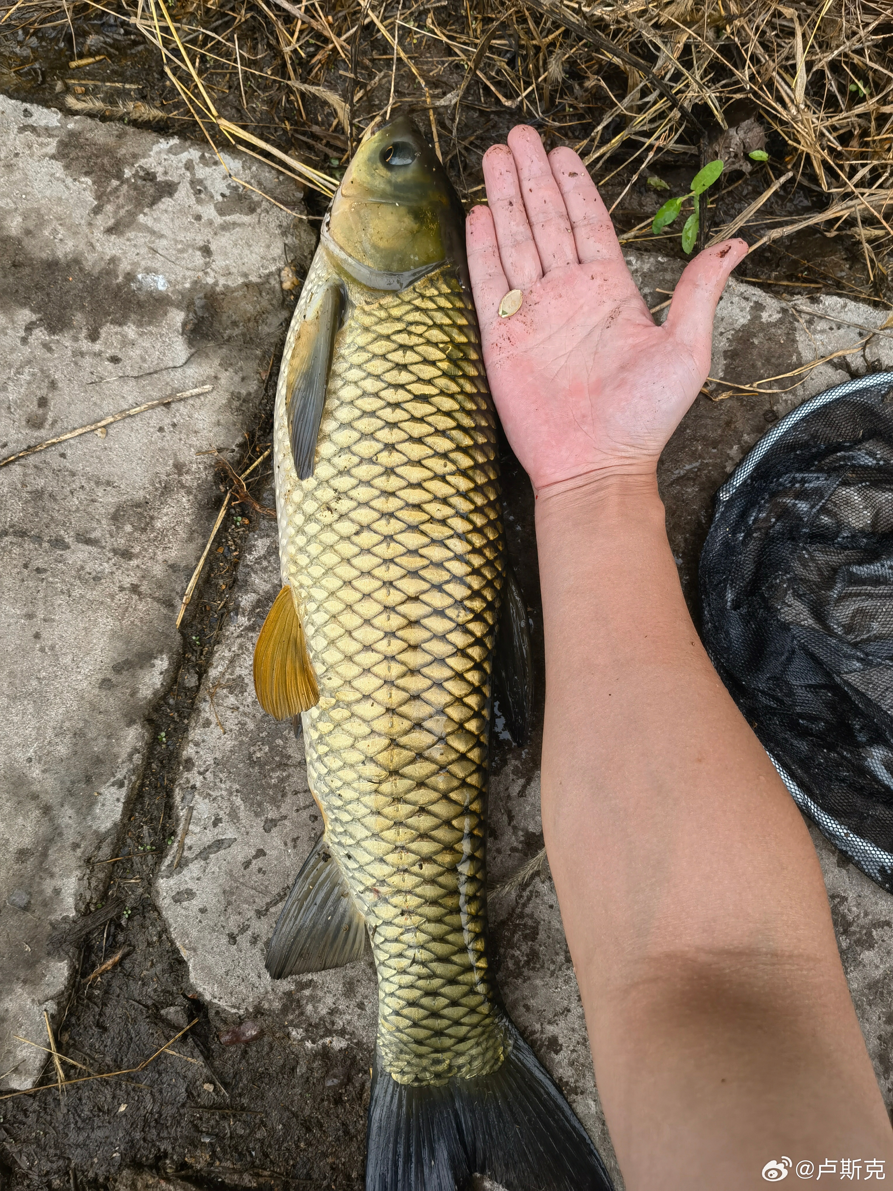 男子钓获巨型鳡鱼绕城炫耀，长达五小时荣耀之旅，荣耀时刻与众人共享