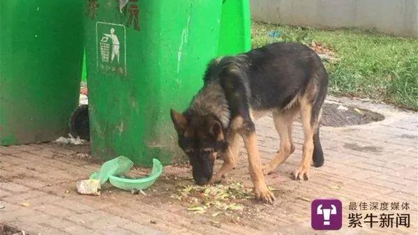 警犬反常行为成焦点，连续四周在战友床上尿尿被通报批评