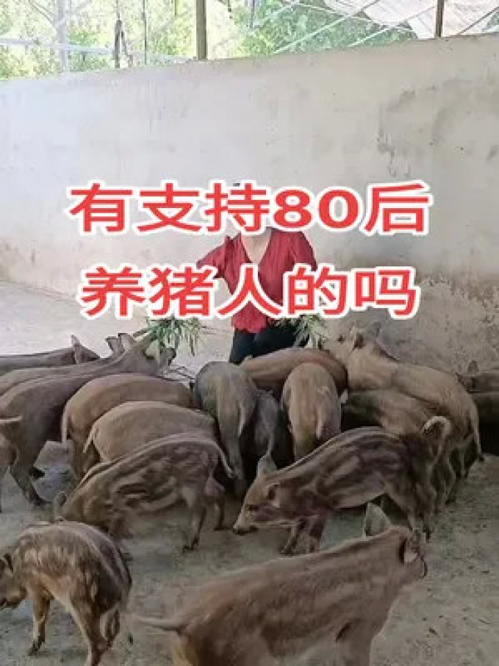 东北大姐RAP助力生态养猪推广，重塑农业形象新力量风采