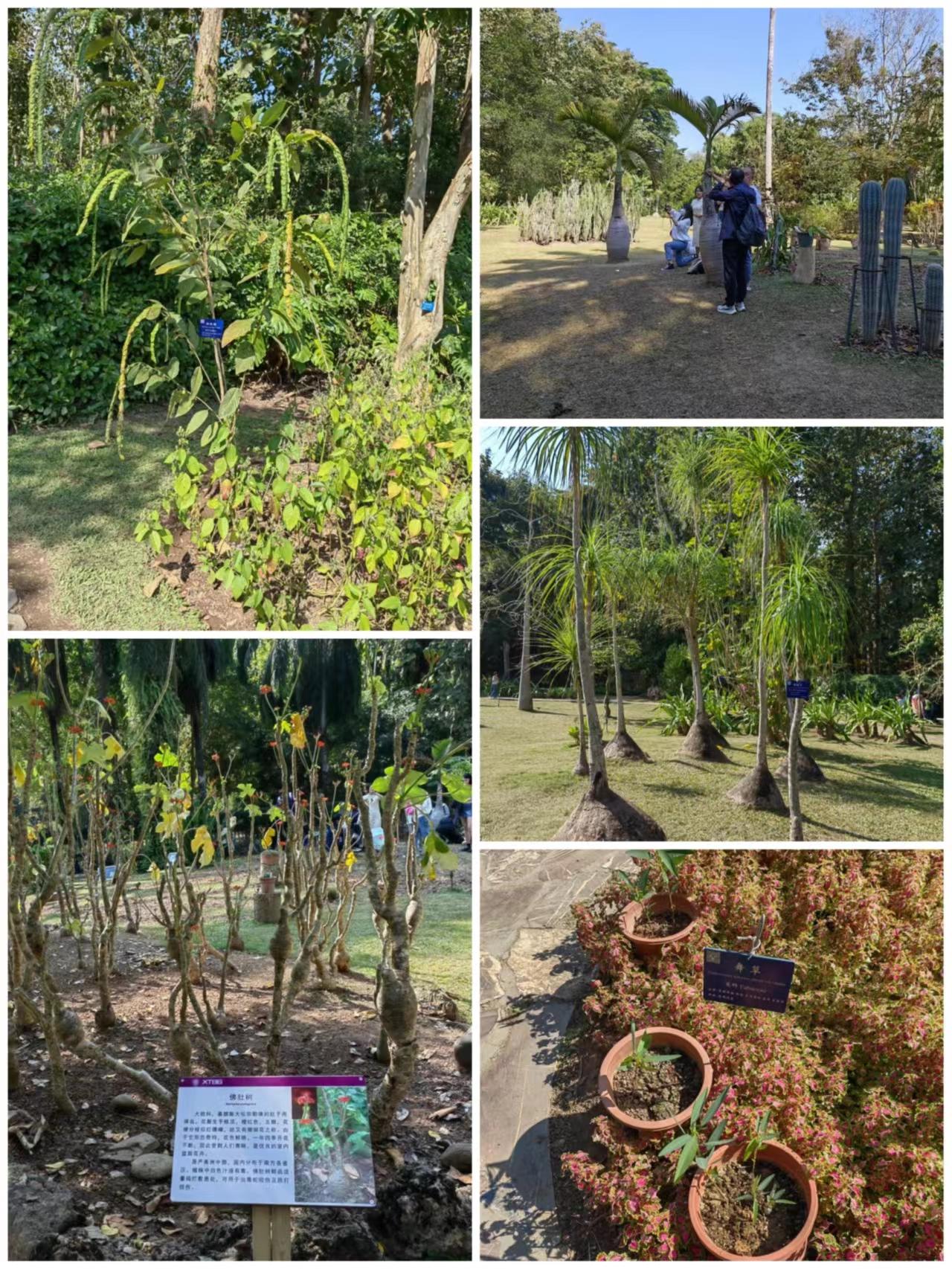 中国科学院西双版纳热带植物园最新开放时间及其生态影响分析