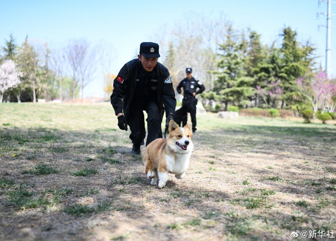 柯基警犬福仔荣获年度逆天改命奖，英勇事迹见证荣耀时刻