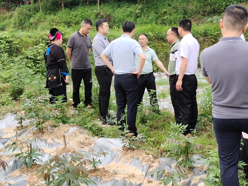 大坪农场绿色发展之路，繁荣新篇章