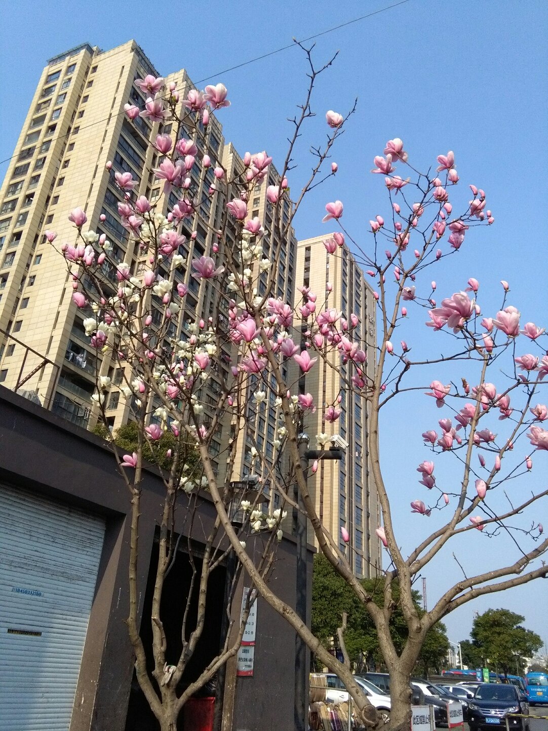 桃蹊街道今日天气预报通知