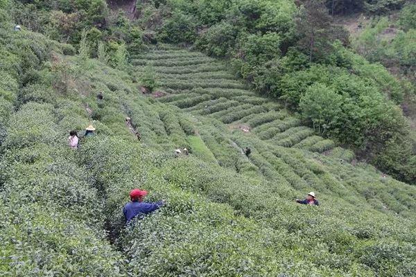 茶坪乡新项目，引领乡村发展的全新动力源泉