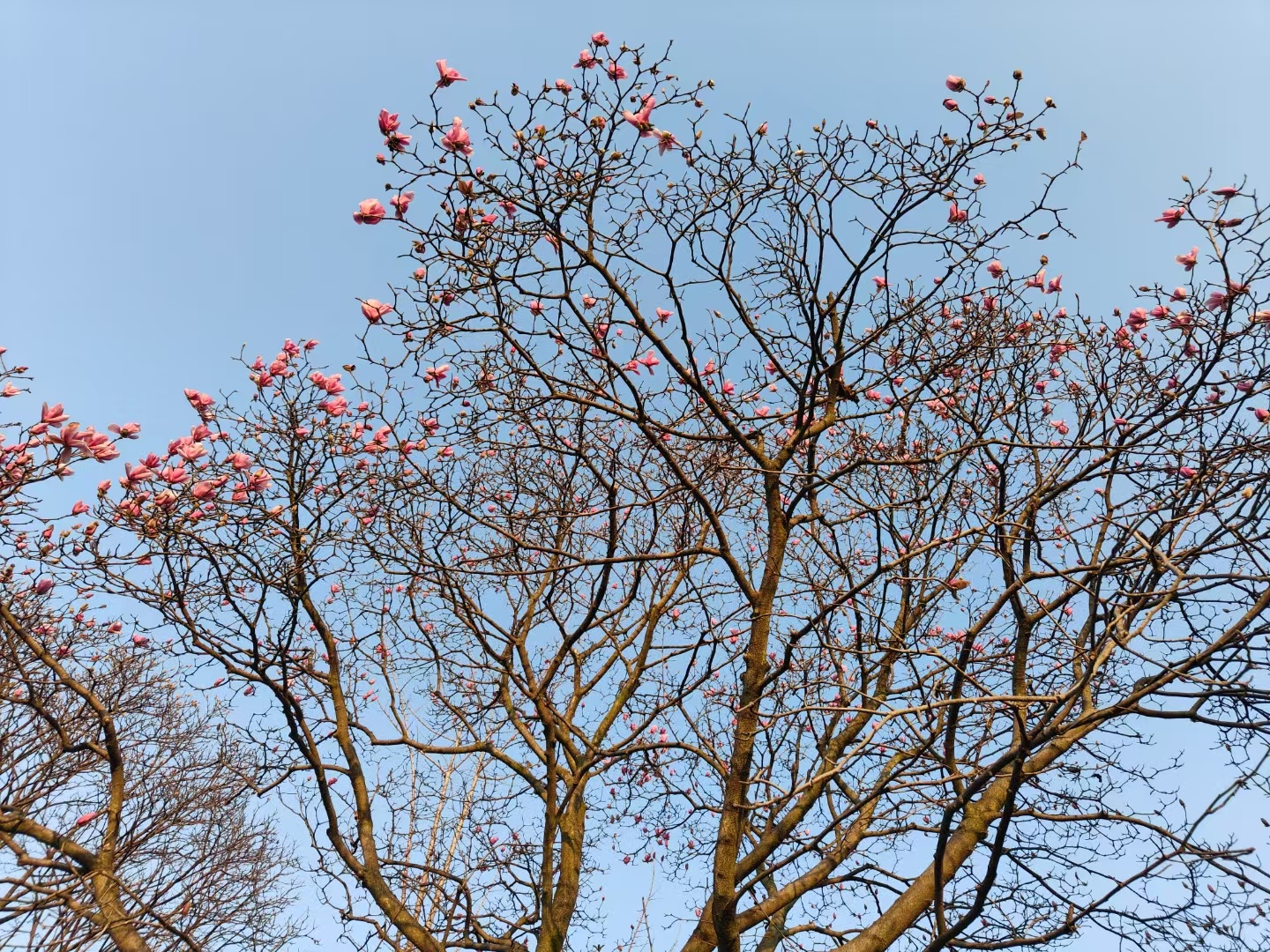 春花绚烂绽放生机，春之花的盛开与生机无限