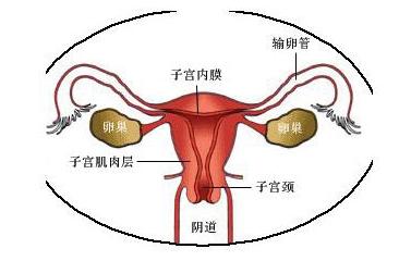 女生做了人工阴道后仍感染HPV